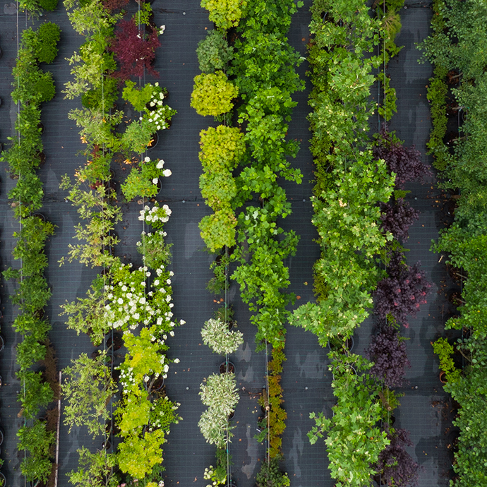 supply plants