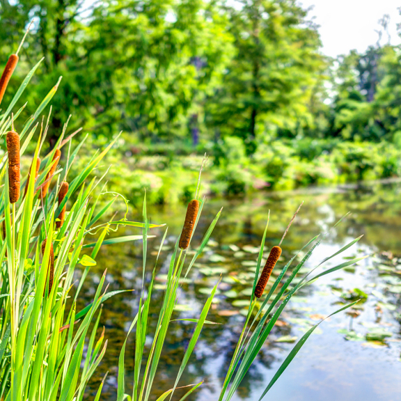  aquatic marsh